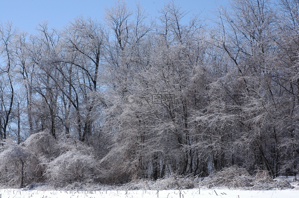 冰风暴,树与冰,冰分支机构