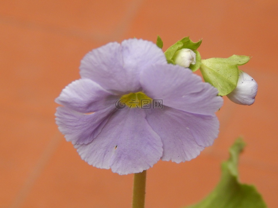 花,丁香,淡紫色的花瓣