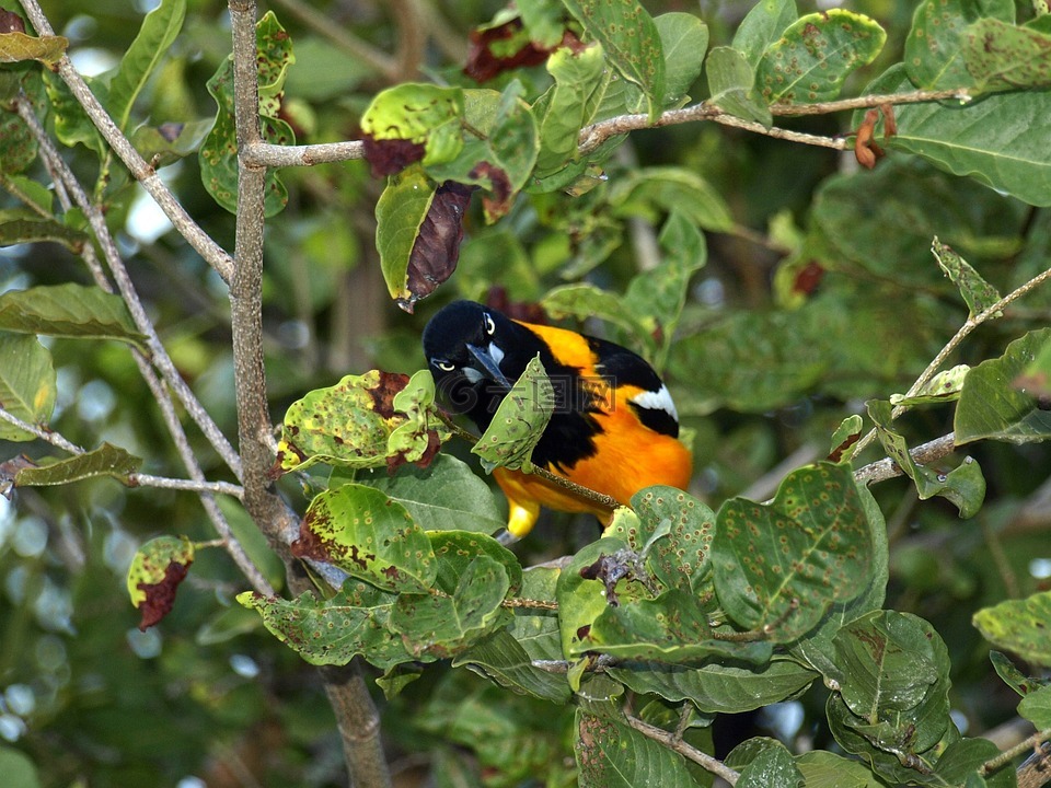 trupial,鸟,库拉索岛