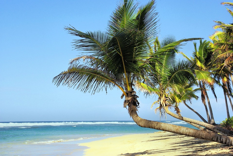 古巴,海滩,椰子树