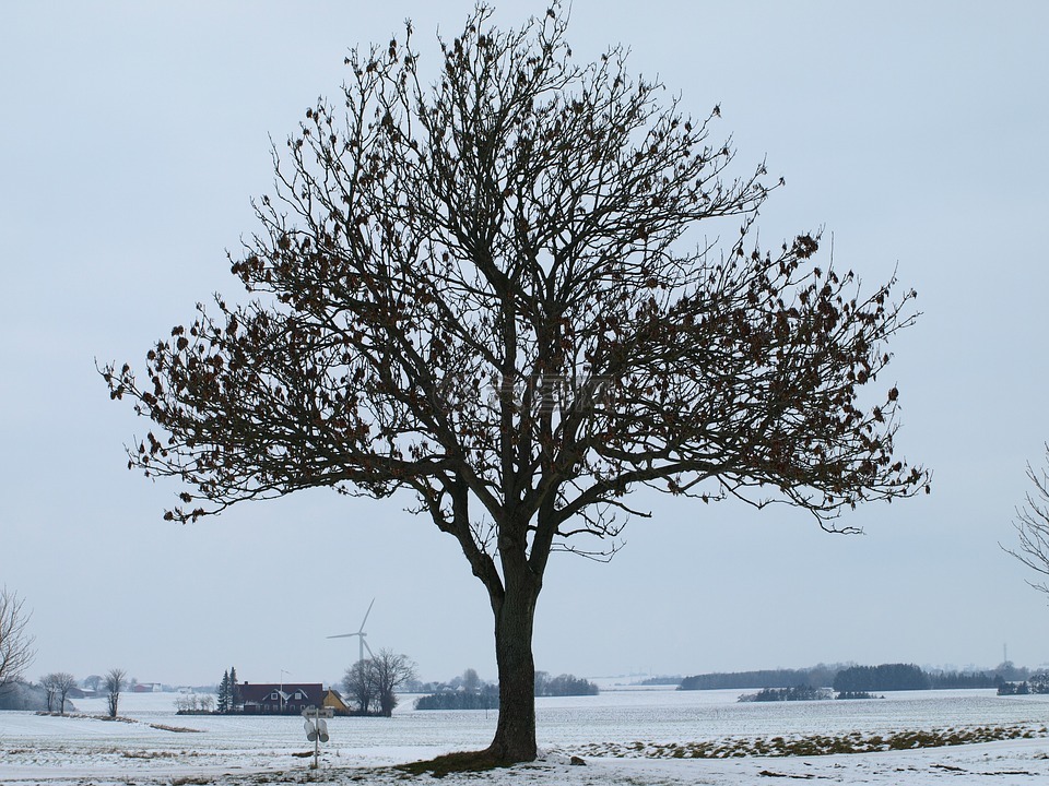 那棵大树,树,冬天