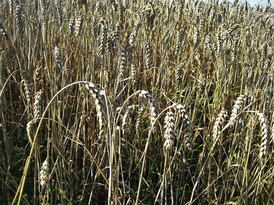 成熟的麦田,小麦的穗,夏末