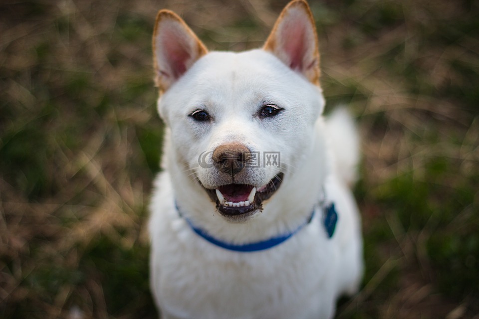 shiba inu,狗,小狗