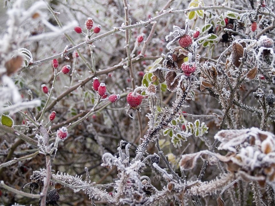冬季,野玫瑰,硬霜