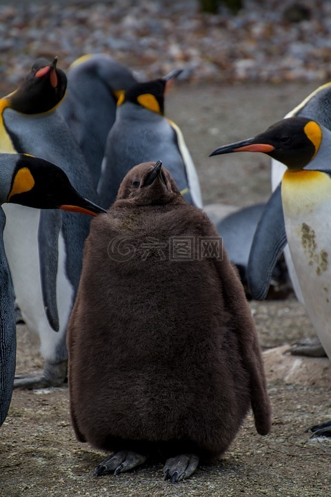 企鹅,企鹅家族,年轻的企鹅