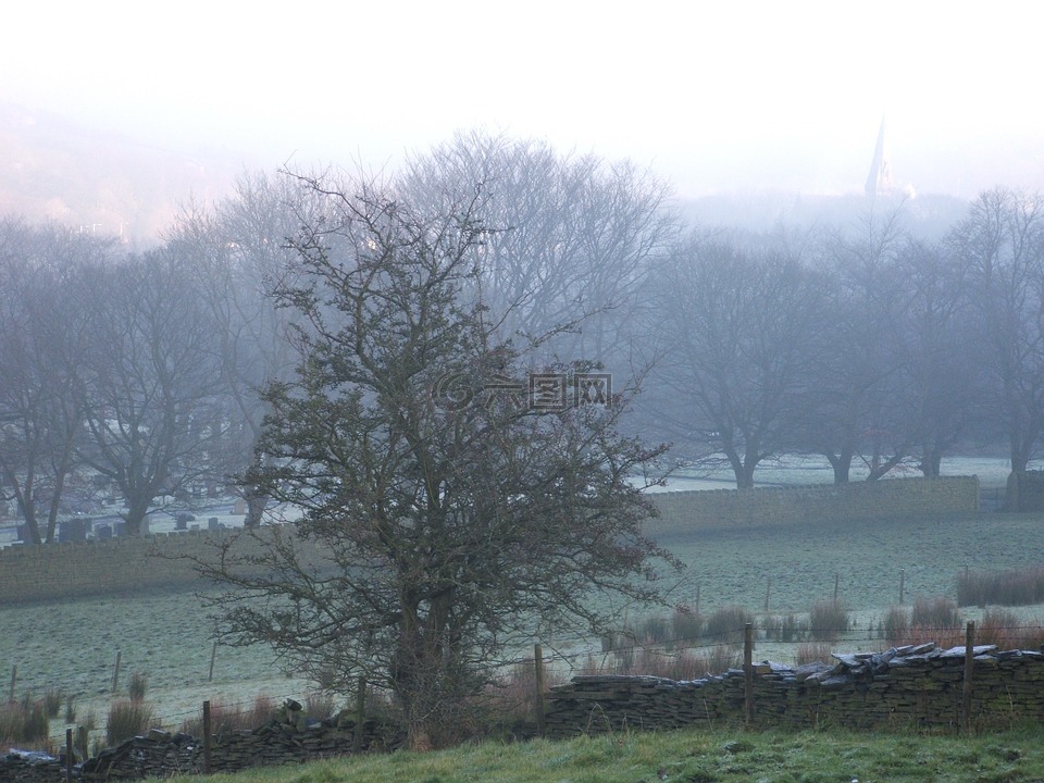 树,薄雾,清晨的薄雾