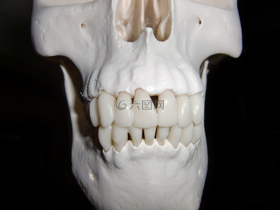 头骨,骨架,骷髅和交叉骨