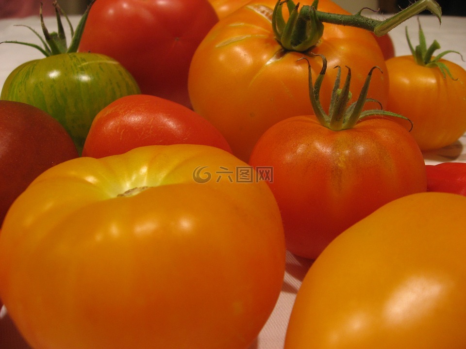 蕃茄,品种,多样性