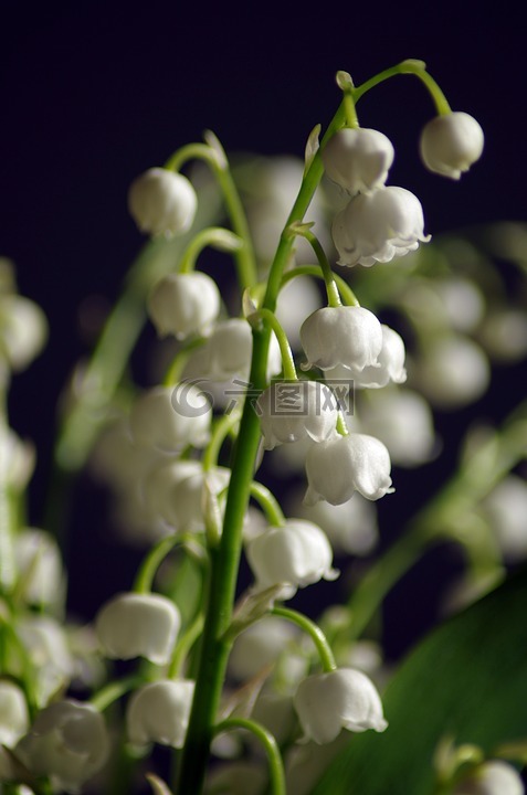 山谷的百合花,美丽的花,精致的花朵