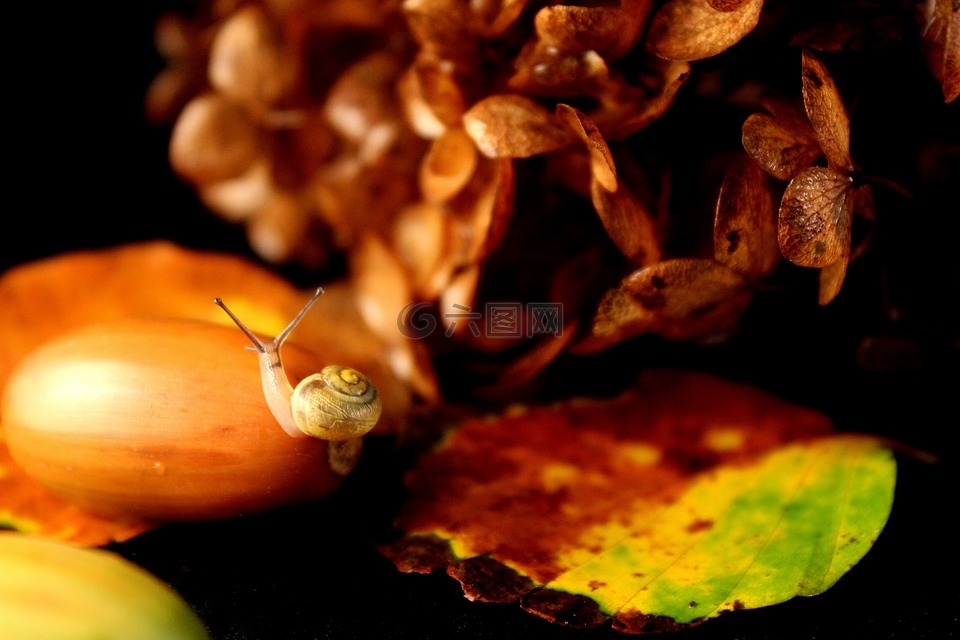 蜗牛,蜗牛宝宝,秋季