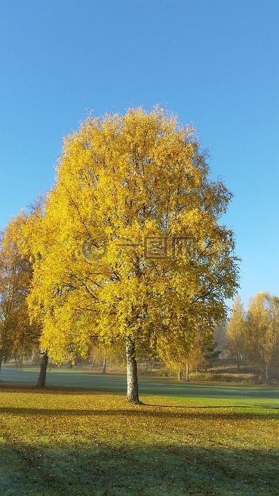 树,黄色,秋
