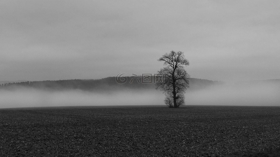 雾,无色,树