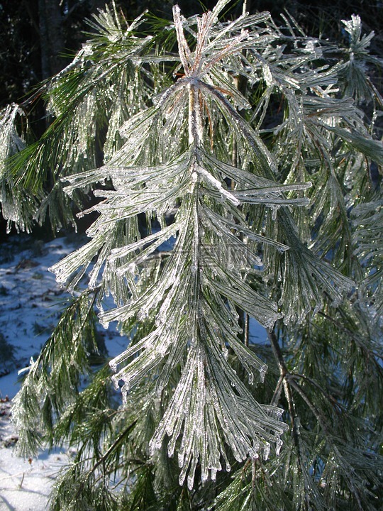 冰,树,冬天