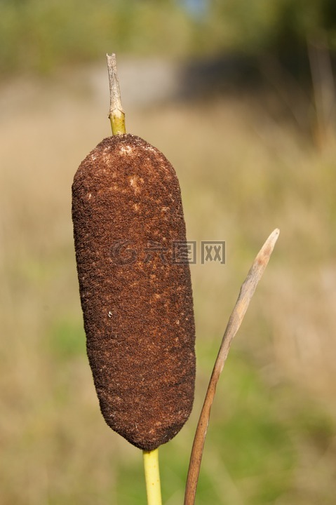 芦苇夏天自然背景,植物,夏季