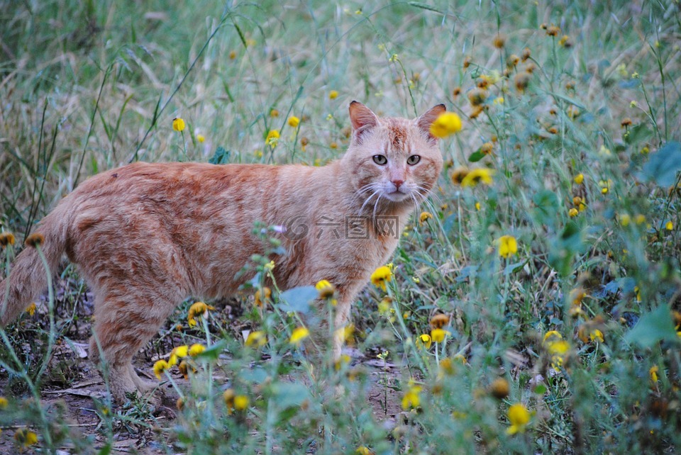 姜黄色的猫,猫在花丛中,猫春天的花朵