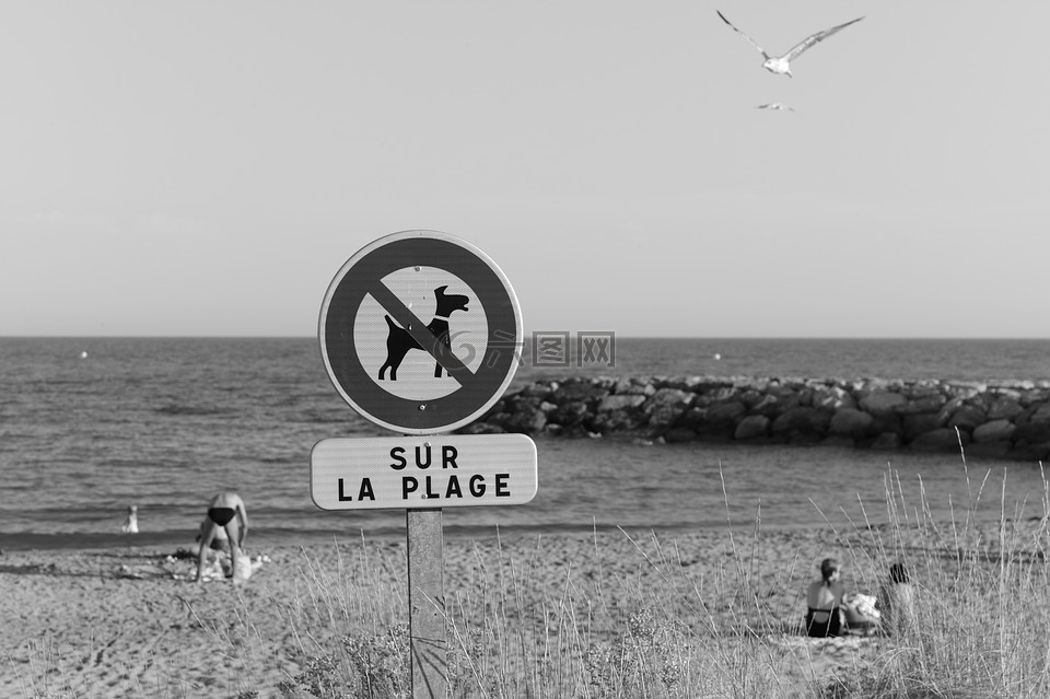 禁令,狗,海滩