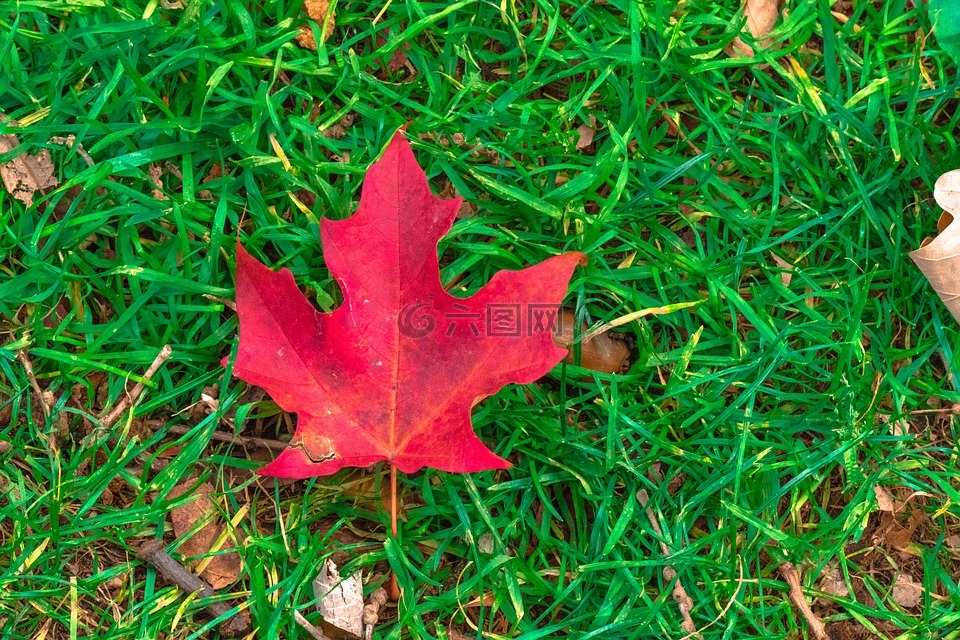 枫叶,加拿大,红色