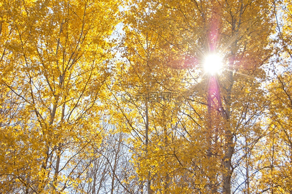 黄色的树,秋季,阳光穿过树叶