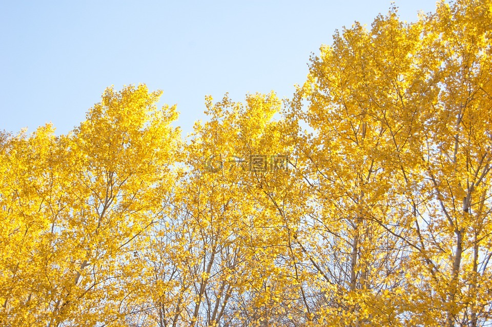 黄色的树,黄色的秋叶,晴朗的日子