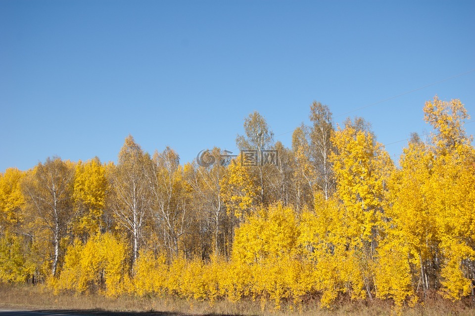 黄色的树,黄色的秋叶,晴朗的日子