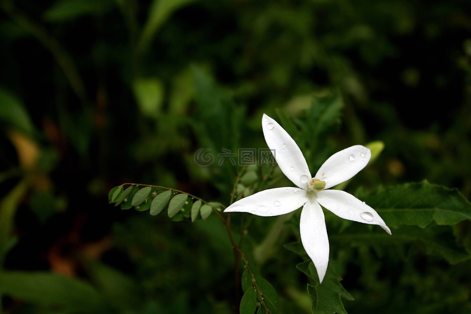 花星,野草,花卉