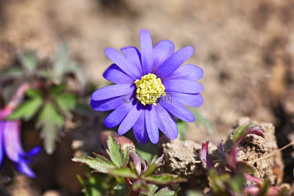 巴尔干 银莲花,蓝色,花
