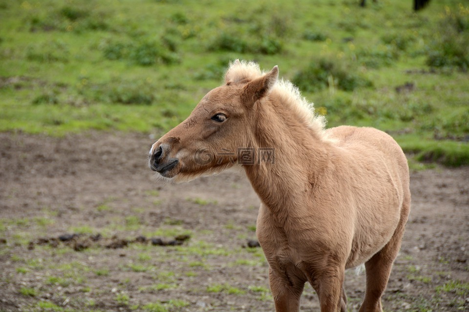 驹,冰岛小马,动物