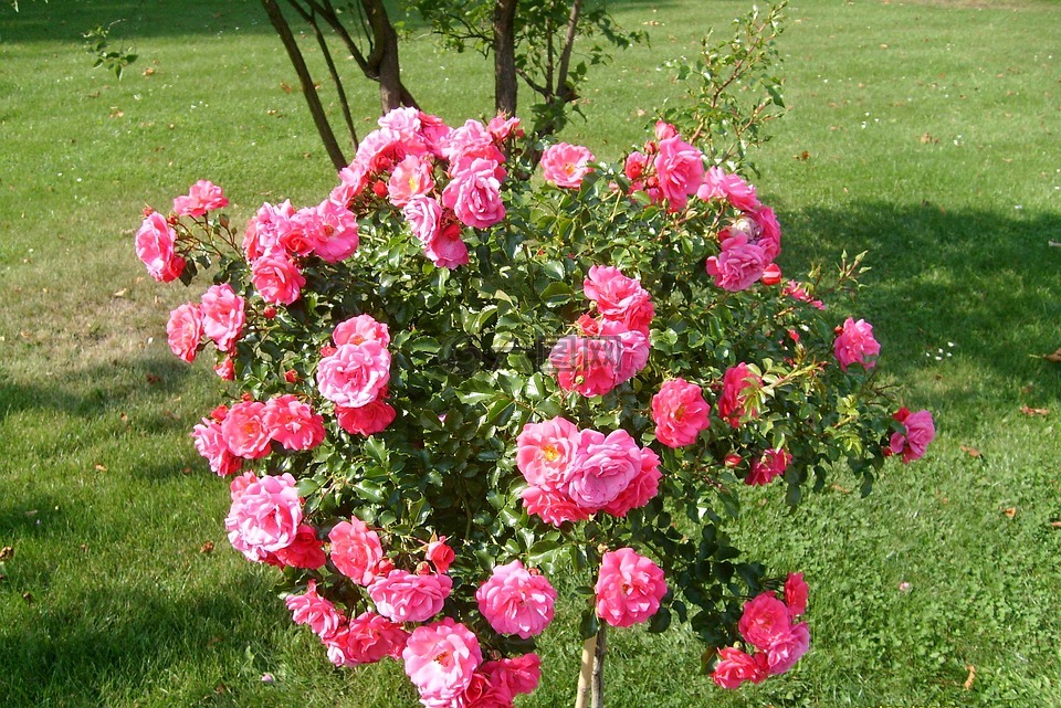 玫瑰花朵,玫瑰花园,盛开的花朵