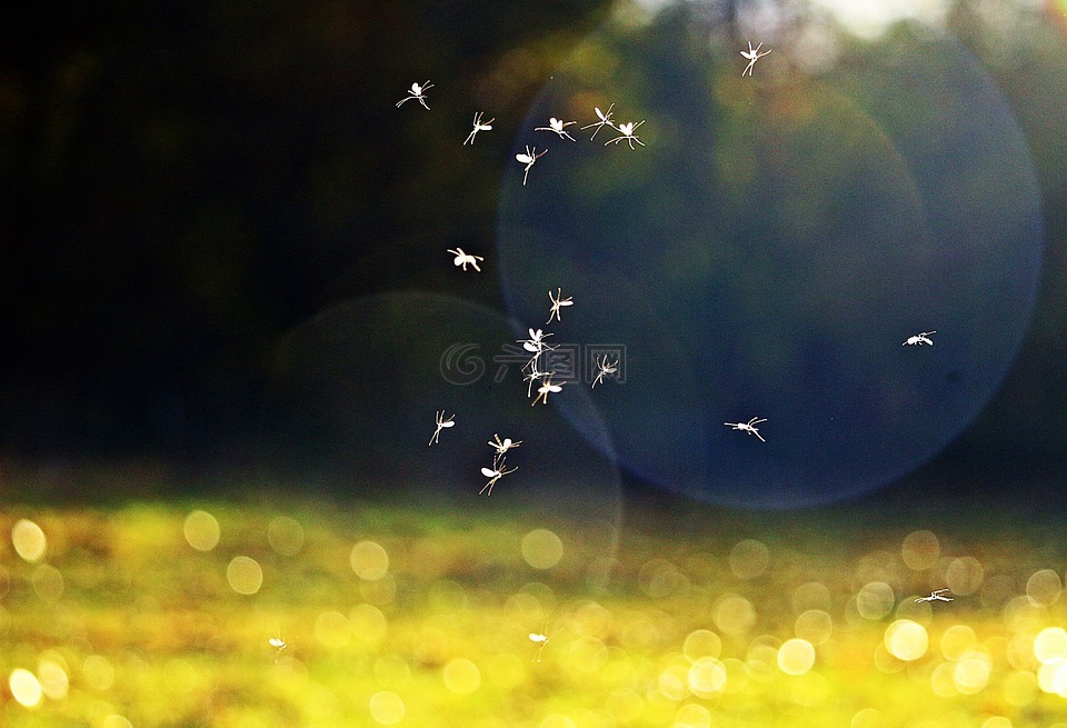 昆虫,蚊子,夏末