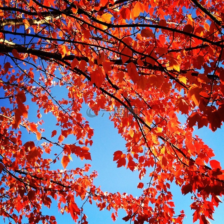 红叶,秋,秋天