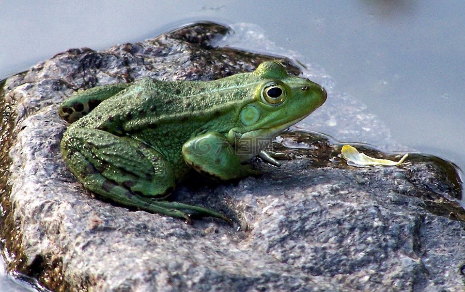 树蛙,在花园里的池塘,两栖类动物