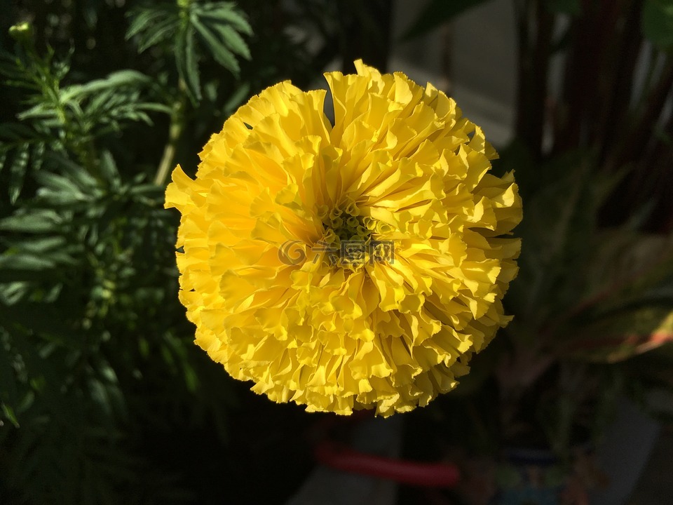 万寿菊花,万寿菊,一朵黄色的花