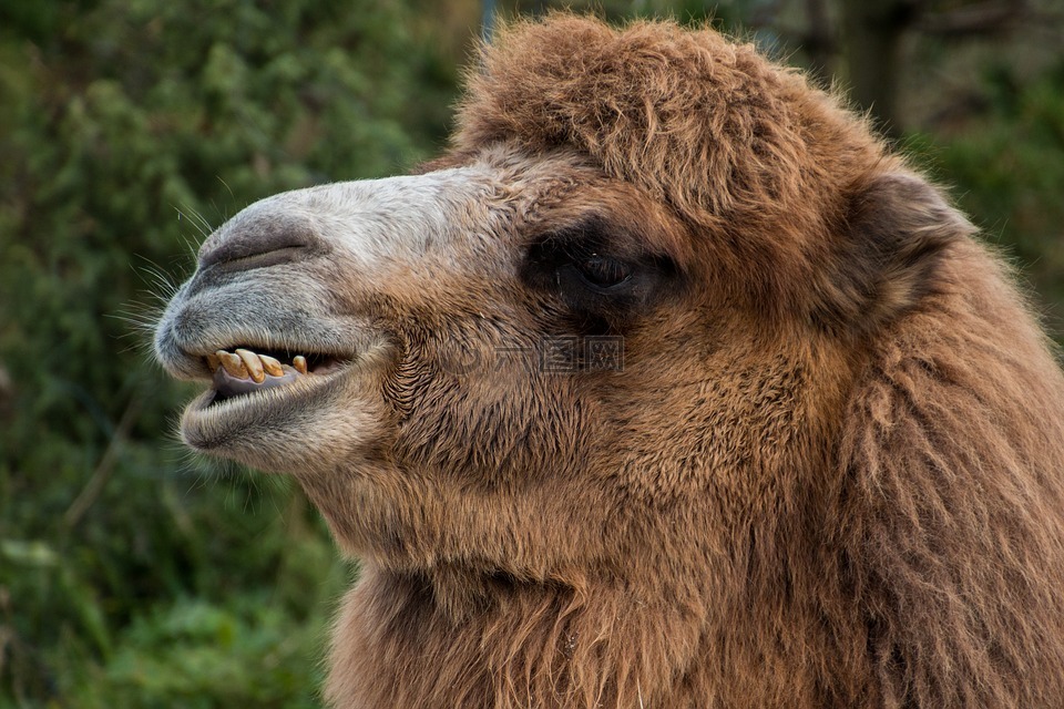 骆驼,骆驼头,牙