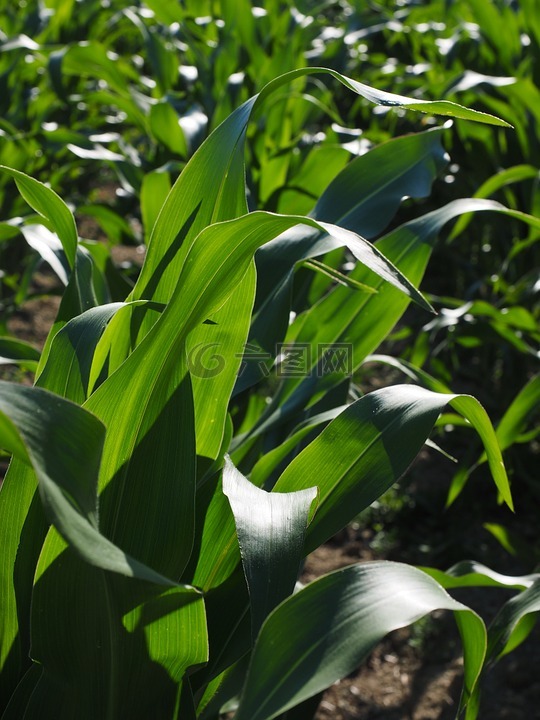 麦田,玉米种植,农业