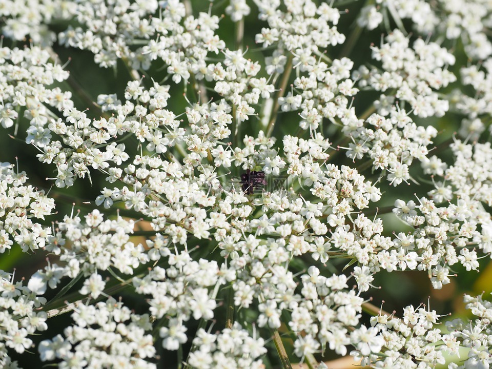 野生胡萝卜,花 umbel,开花