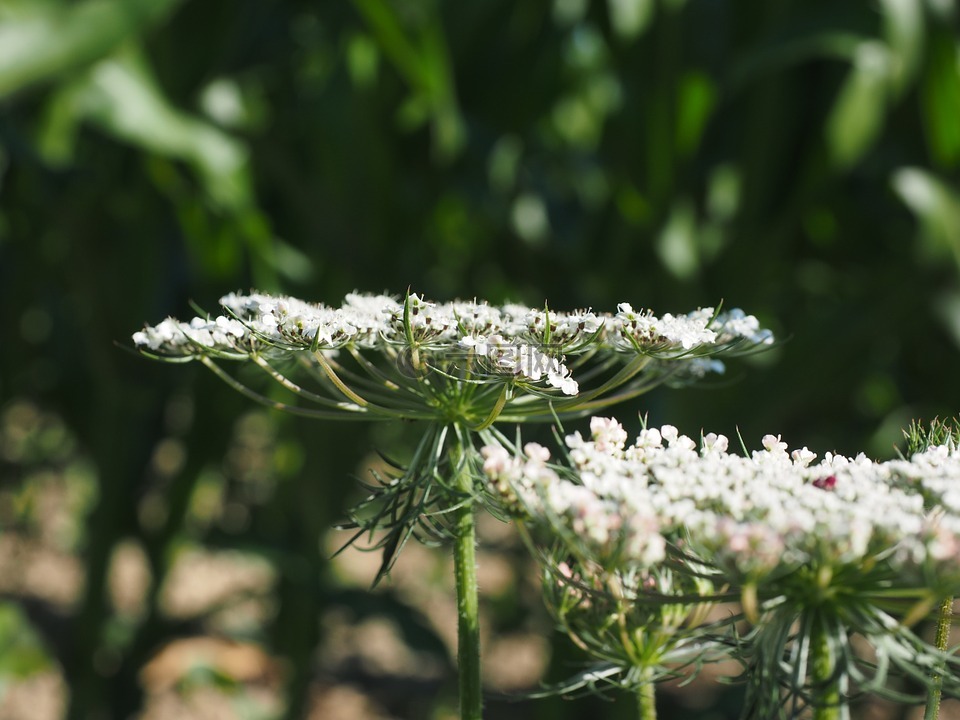 野生胡蘿蔔,花 umbel,開花