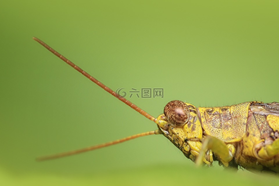 蝗虫,昆虫,特写