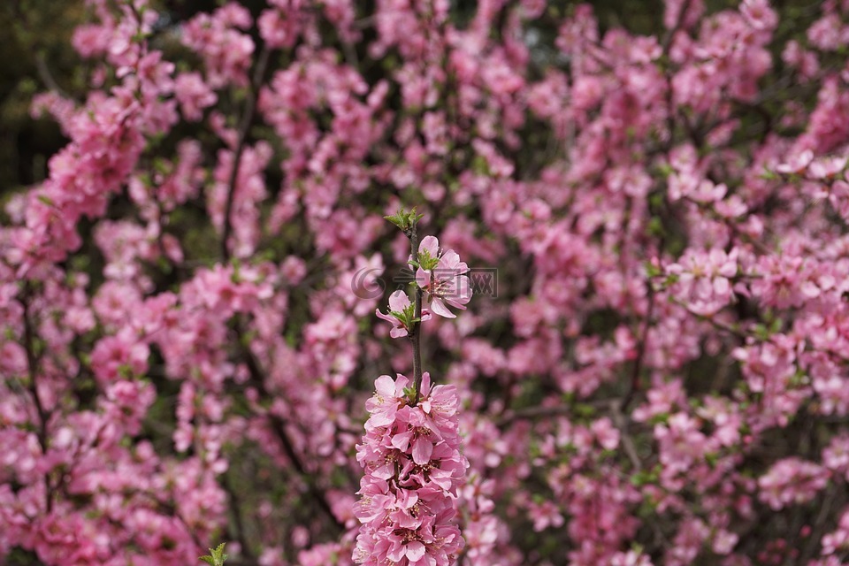 花,花丛,粉色