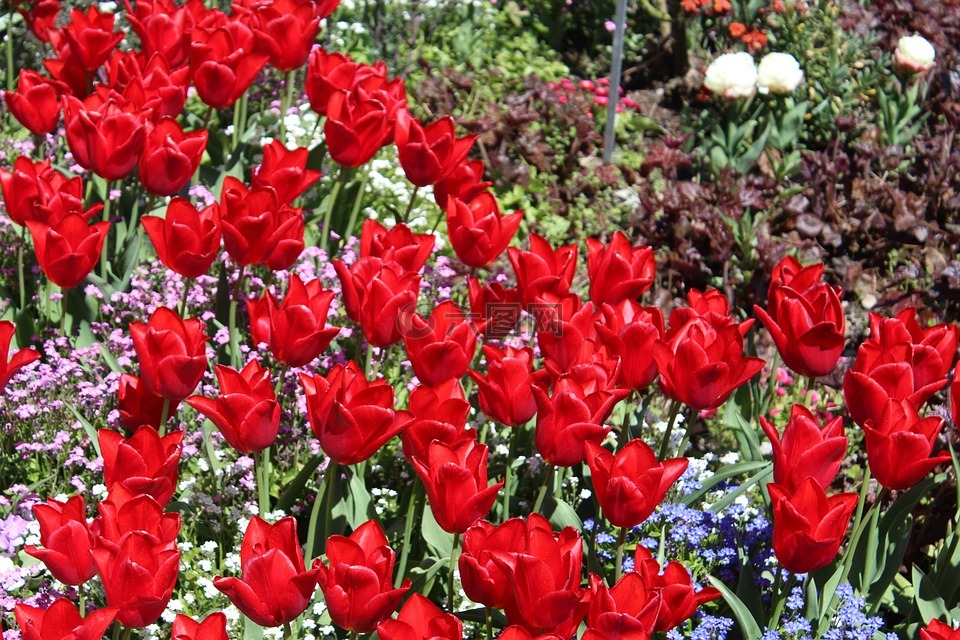 植物园augsburg,红色郁金香,花卉园