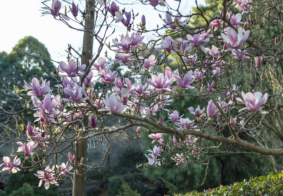 禅宗,禅宗花园,日本禅宗的花园