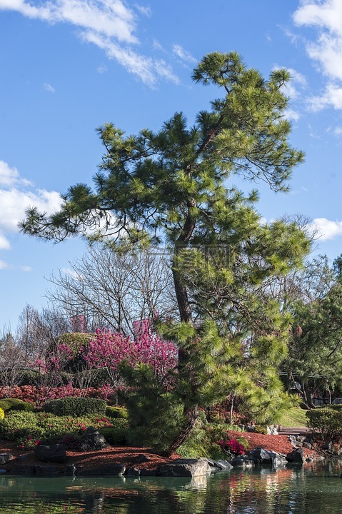 禅宗,禅宗花园,日本禅宗的花园