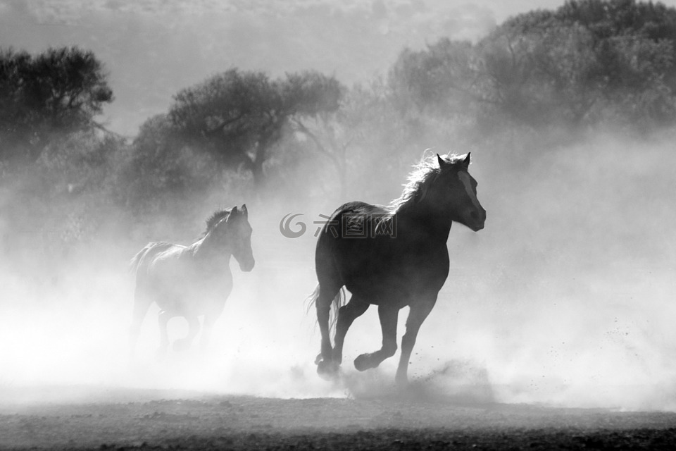 马,群,雾