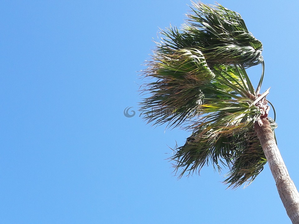 棕榈树,风,运动
