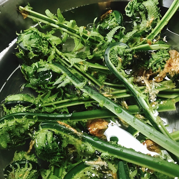 这垃圾,小苏,可食用的野生植物