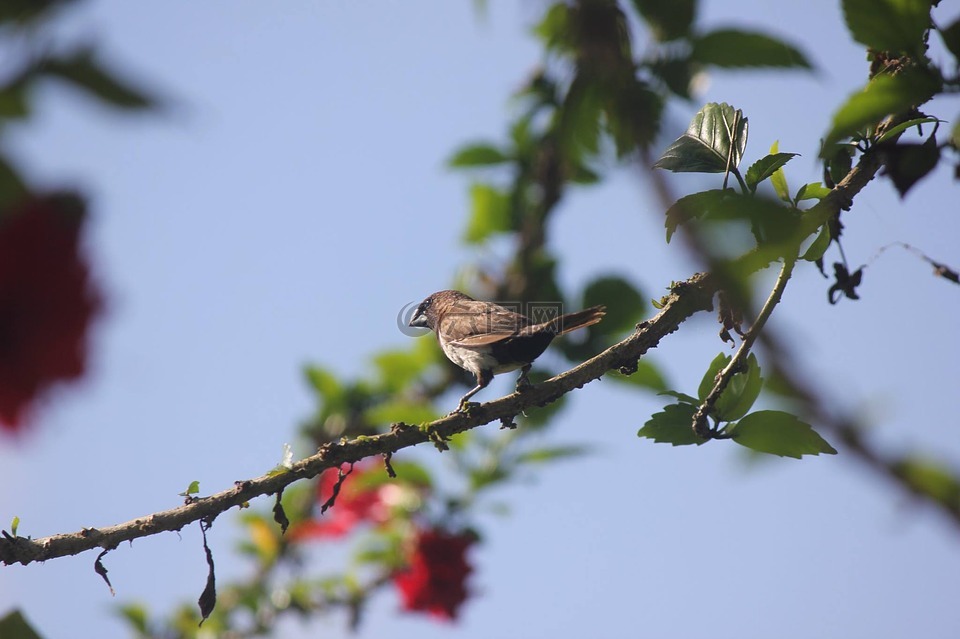 枝杈,鳥,自然