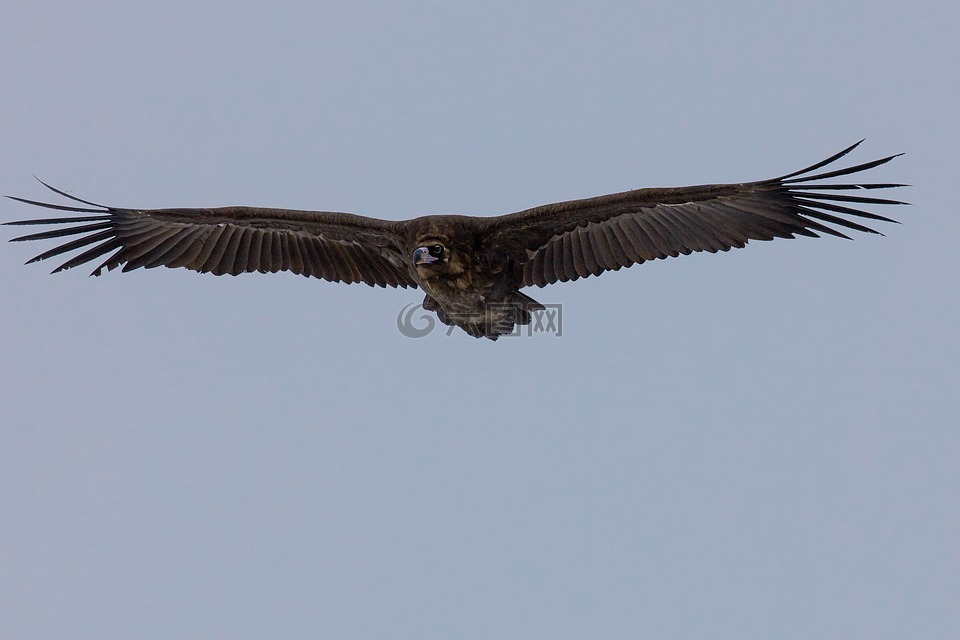 鸟,黑秃鹫,飞行