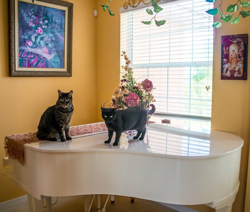 猫,钢琴,室内