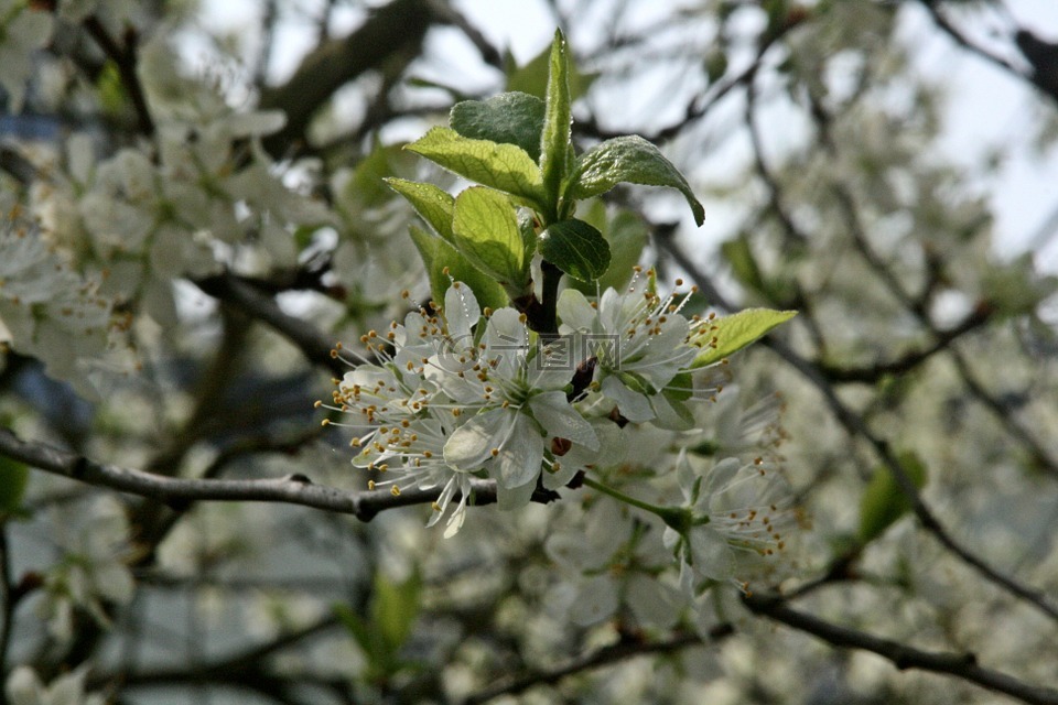 李子树,开花枝,科