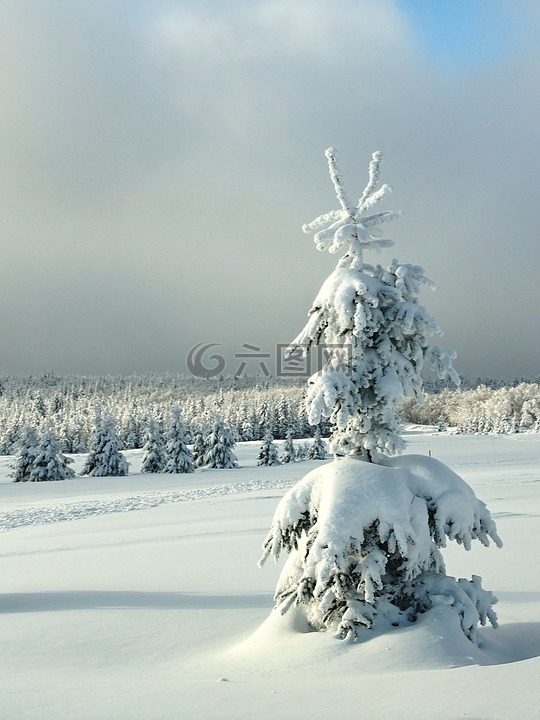 冬天,树苗,圣诞景观