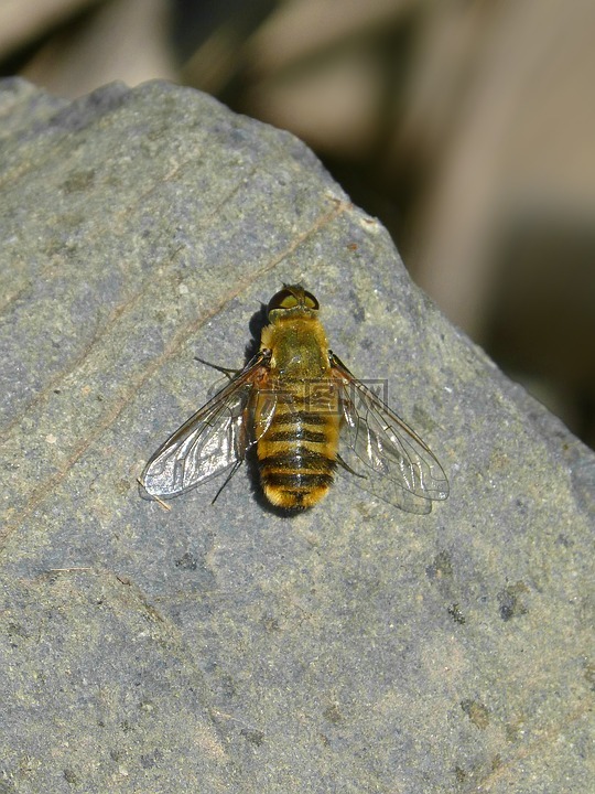 蜜蜂种类,昆虫,岩